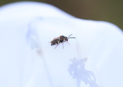 Gewöhnliche Filzbiene unter dem Binokular