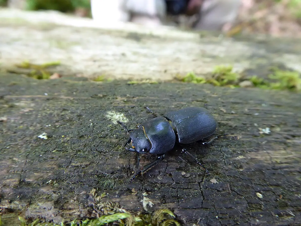 Nahaufnahme des Balkenschröter Käfers.
