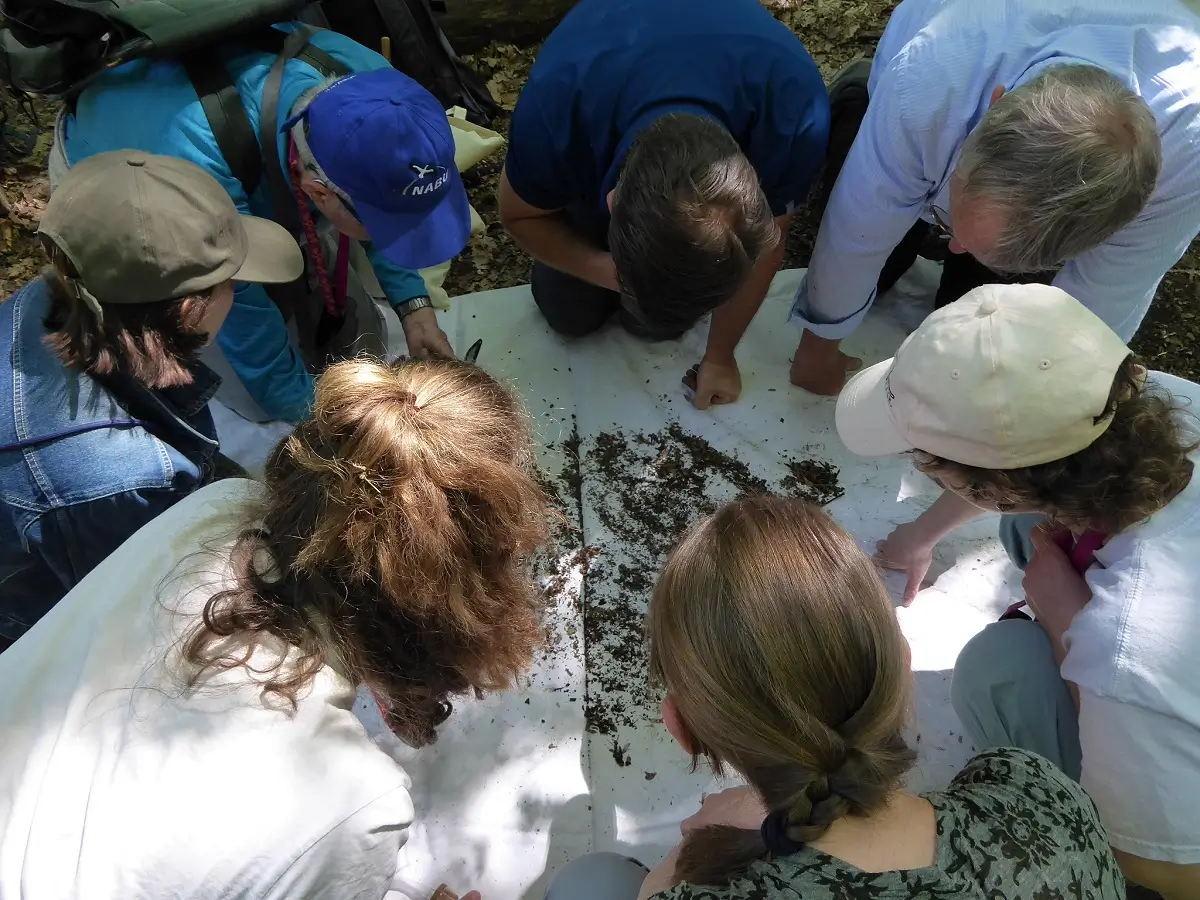 Mehrere Kursteilnehmende knien auf einer weißen Decke und sind mit dem Bodensieb und dem Exhauster auf Käfersuche.