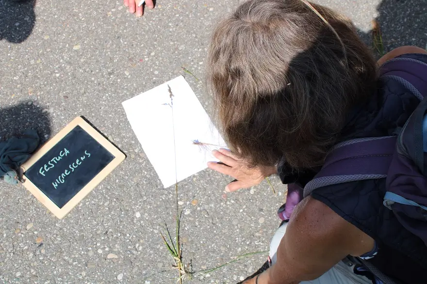 Mit Hilfe von Kreidetafeln wurden während der Exkursionen die Namen der vorgestellten Arten ins Bild gesetzt (Foto: Thomas Hövelmann) Eine Frau betrachtet ein Grasbüschel auf einem Blatt Papier, daneben steht auf einer kleinen Tafel der Name "Festuca nigrescens".
